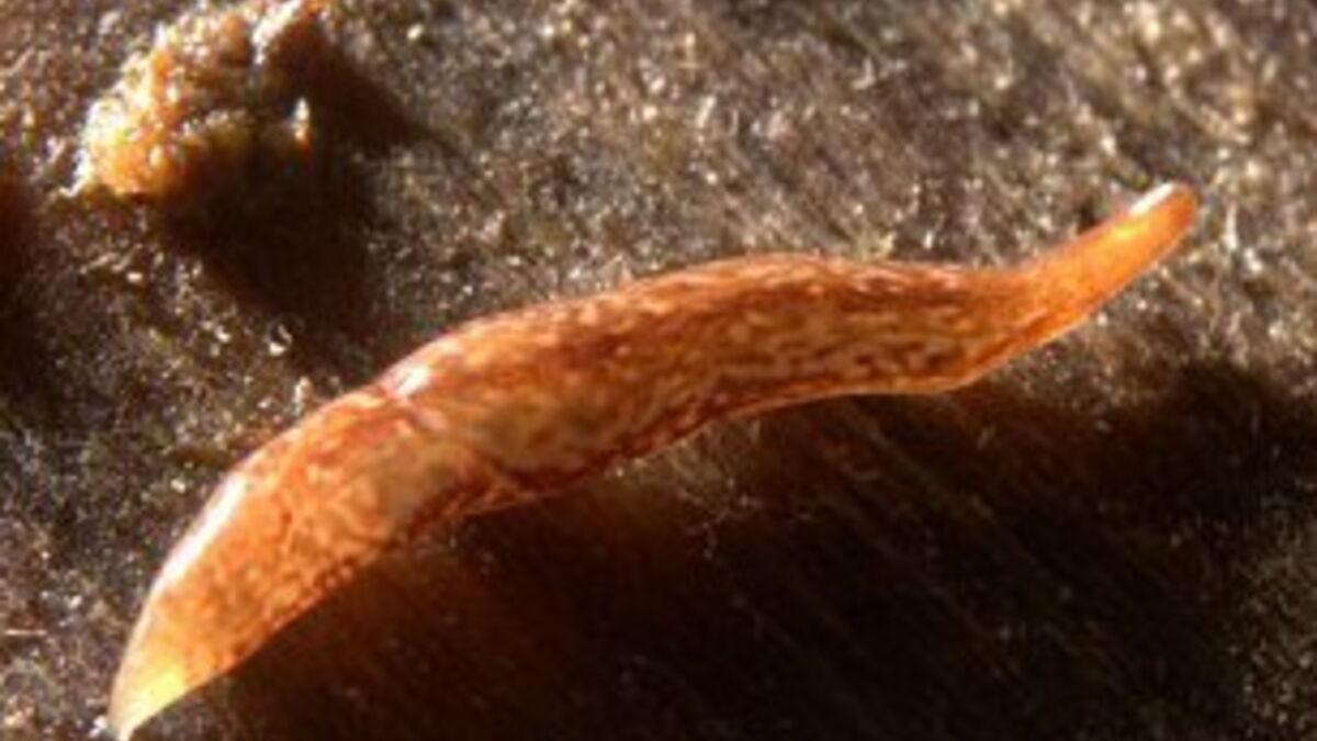 1,2 cm et 60 yeux une étonnante nouvelle espèce de ver plat