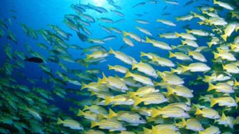 Réchauffement climatique : la population d'animaux marins pourrait