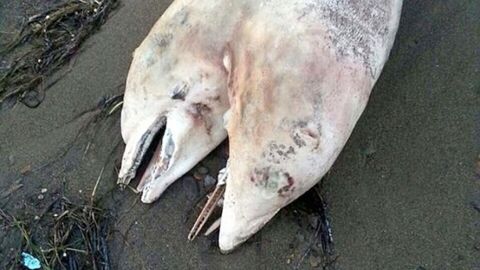 Un dauphin à deux têtes s'échoue sur une plage en Turquie