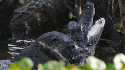 Une loutre s'attaque à un alligator dans une rivière de Floride