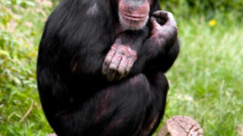Chez les chimpanzés, jeter ses selles est un signe d'intelligence