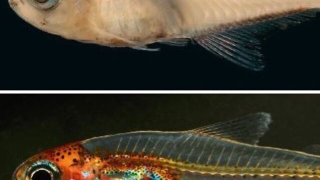 Un nouveau petit poisson transparent et au ventre bleu découvert en ie