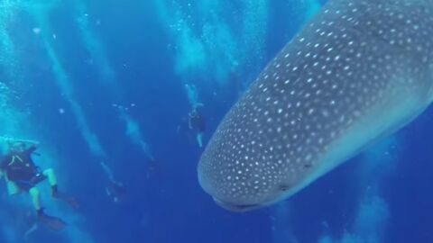 Un impressionnant requin-baleine filmé par des plongeurs