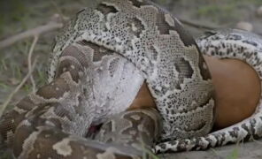 Etats-Unis : Ils capturent un python de six mètres dans les Everglades ...