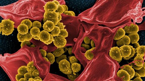 Un nouvel antibiotique prometteur capable de lutter contre les bactéries résistantes