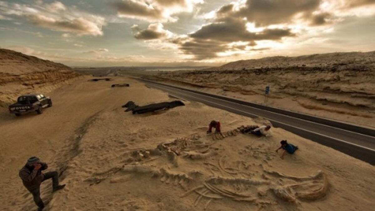 un-cimeti-re-de-baleines-pr-historiques-retrouv-dans-le-d-sert-d-atacama