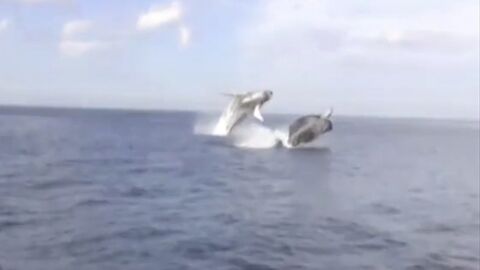 Un extraordinaire double saut de baleines