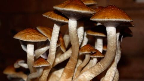 Quand les champignons hallucinogènes boostent le cerveau