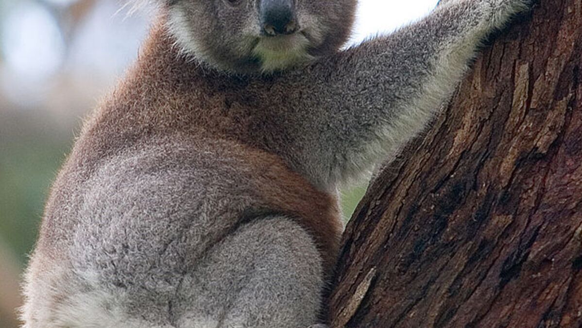 Pendant la canicule, les koalas se rafraîchissent en faisant des