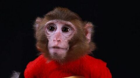 L’Iran aurait envoyé un second singe dans l'espace