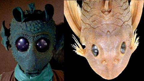 Quand un personnage de Star Wars inspire le nom d’une nouvelle espèce de poisson