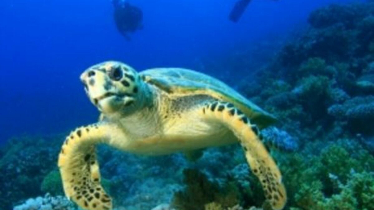 La migration record des jeunes tortues marines