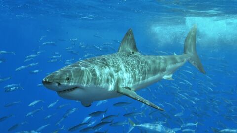 Un requin blanc de 5 mètres force la fermeture de plages en Australie