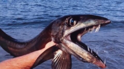Un rare spécimen de poisson cannibale s'échoue sur une plage aux Etats-Unis