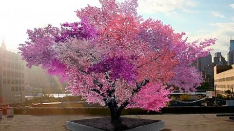 Cet arbre produit chaque année 40 sortes de fruits différents 