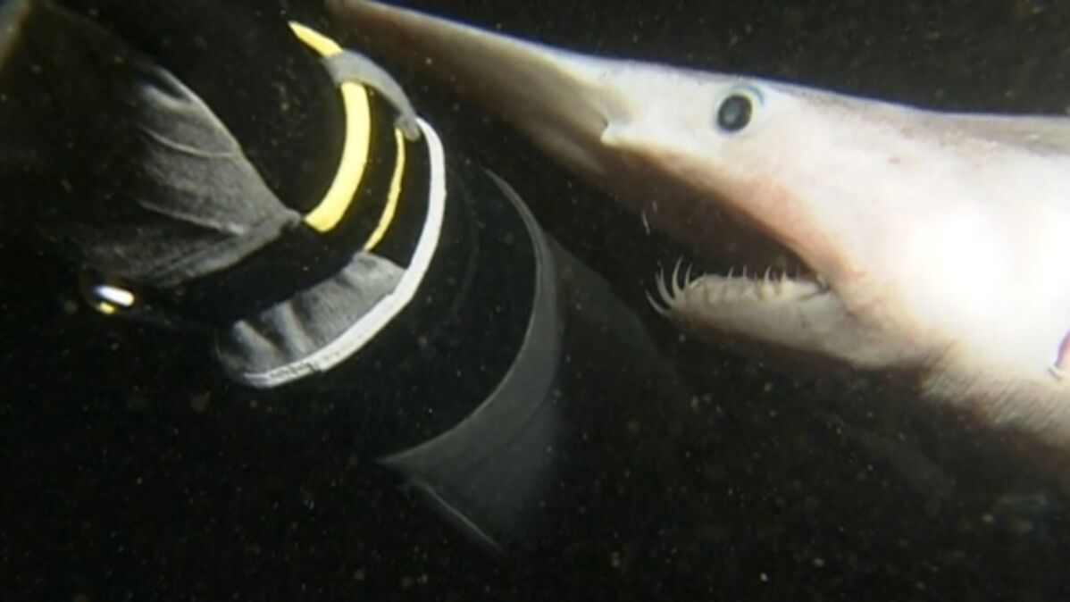 L Impressionnante Attaque D Un Requin Lutin Sur Un Plongeur