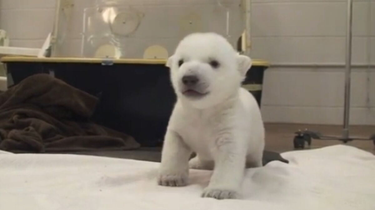 Un bébé ours polaire fait ses premiers pas au zoo de Toronto
