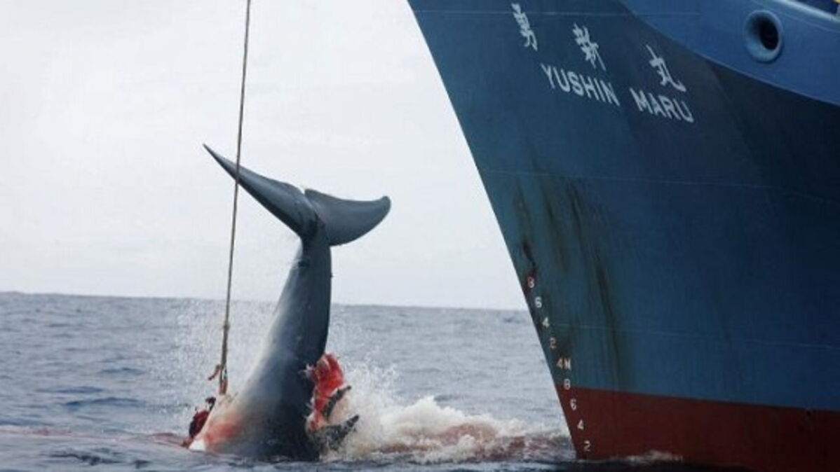 Chasse à la baleine : le Japon stoppe sa campagne de chasse