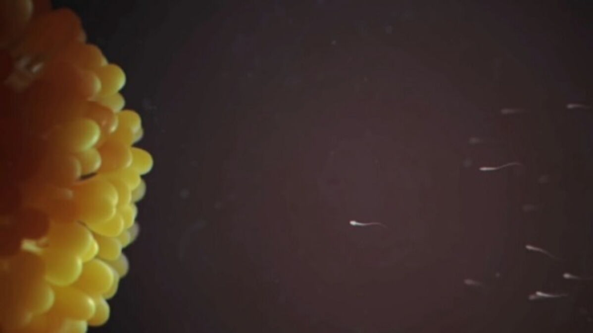 rencontre spermatozoide ovule combien temps