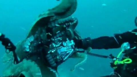 Une pieuvre tente de dérober l’appareil photo d’un plongeur