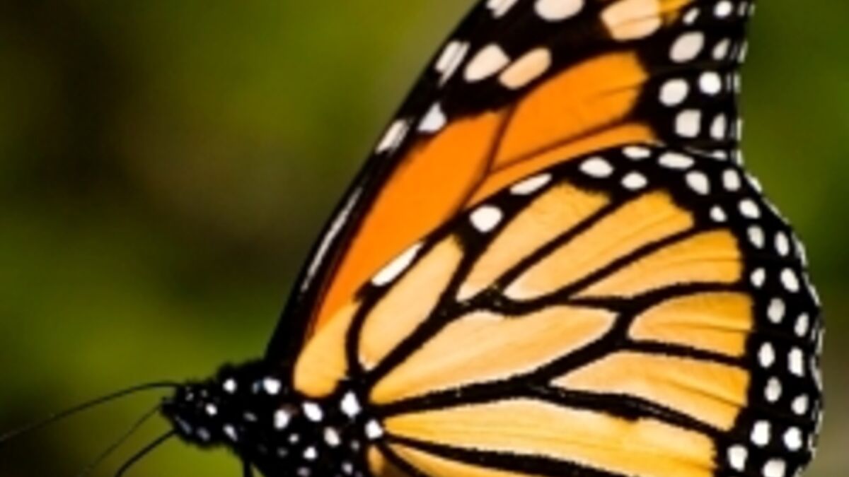 El número de monarcas siguió disminuyendo en 2012