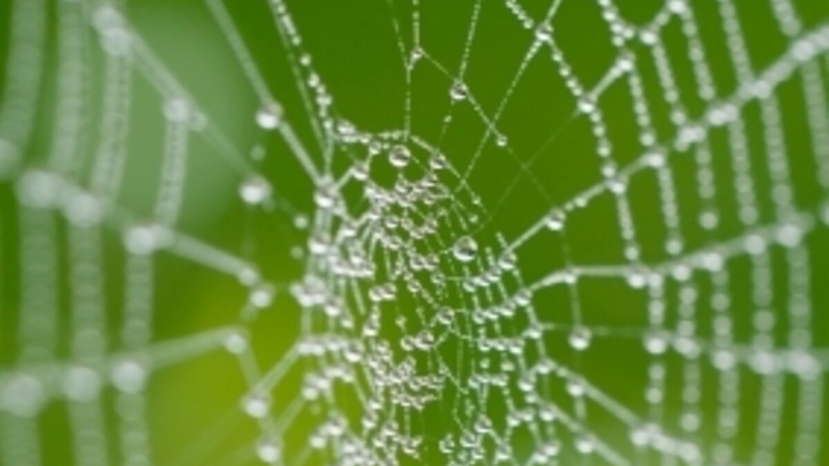 La résistance des toiles d'araignées étudiée par des physiciens - Curiokids
