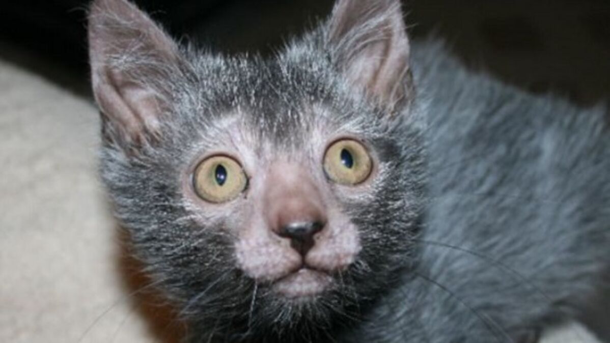 Le Lykoi Un Drole De Chat A L Aspect De Loup Garou