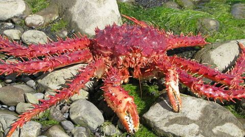 Le crabe royal n'envahirait pas l'Antarctique, il en serait originaire