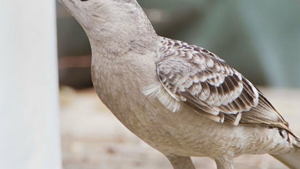 L’oiseau jardinier utilise la géométrie pour courtiser les femelles