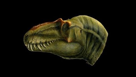 Le Lythronax, le plus vieil ancêtre du Tyrannosaurus rex jamais découvert