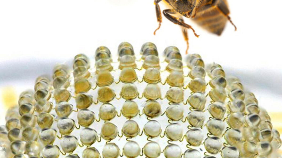 Une nouvelle micro caméra inspirée de l’œil à facettes des insectes