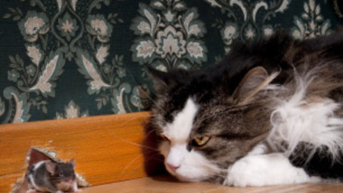 Un Parasite Fait Perdre Aux Souris Leur Peur Des Chats