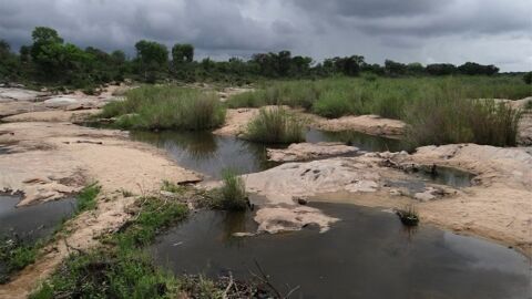 L'une des rivières du parc Kruger sévèrement polluée par une mine