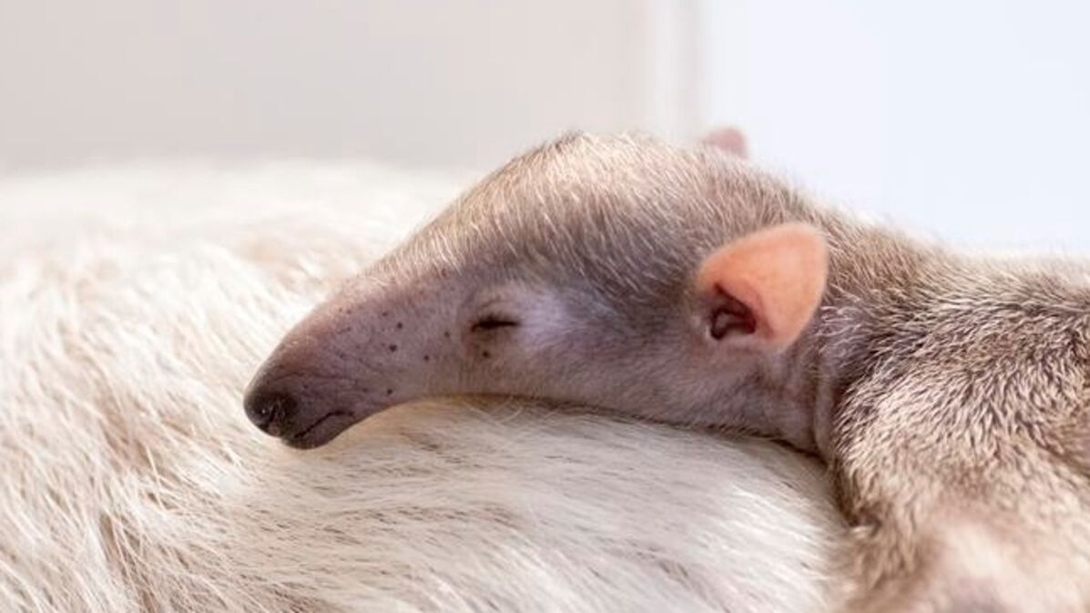 Un Tamandua Curieux Petit Animal Voit Le Jour Au Zoo De Denver