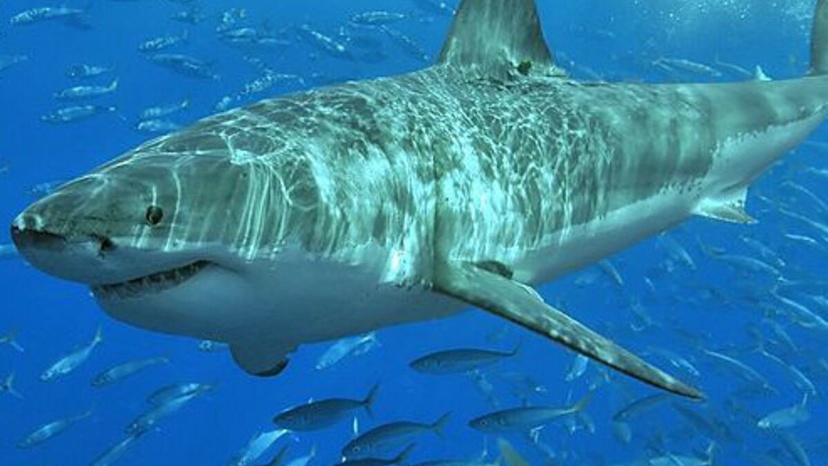 Quand Le Grand Requin Blanc Se Prépare à Migrer