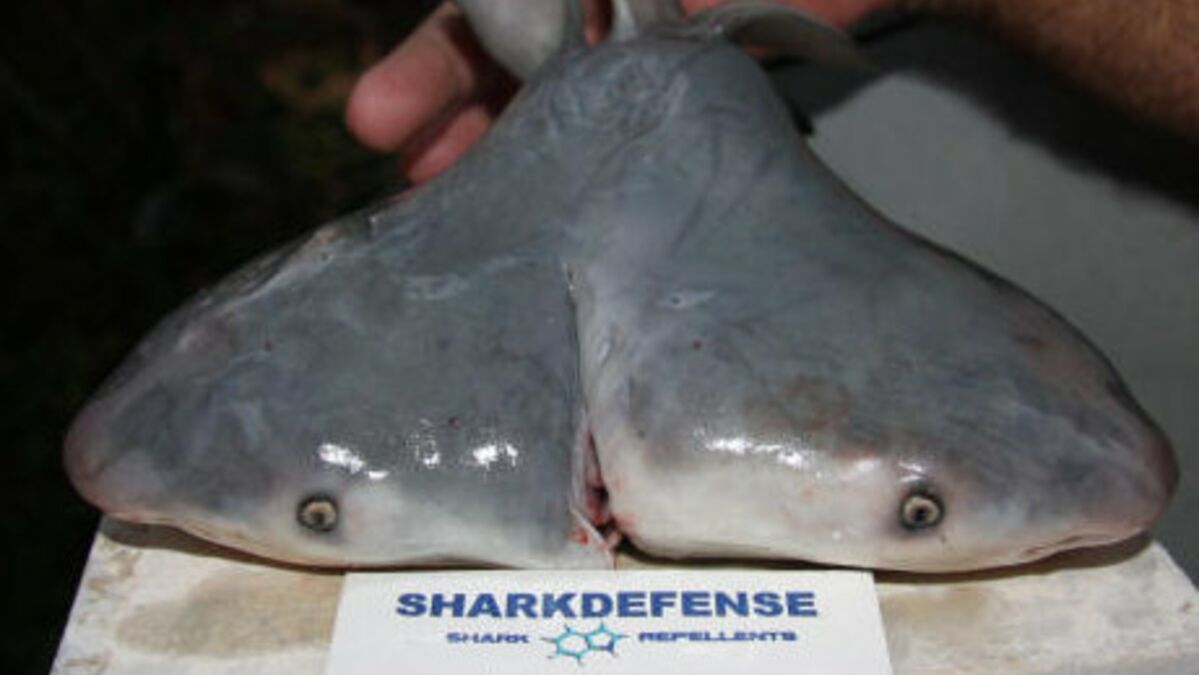 États-Unis: un grand requin blanc nouveau-né probablement photographié pour  la première fois