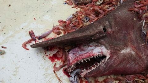 Un requin-lutin très rare se prend dans les filets de pêcheurs en Floride
