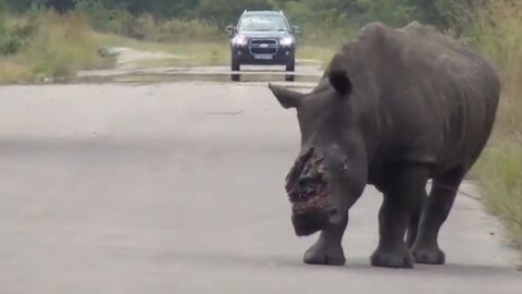 La vidéo d'un rhinocéros découvert écorné dénonce l'atroce réalité du braconnage