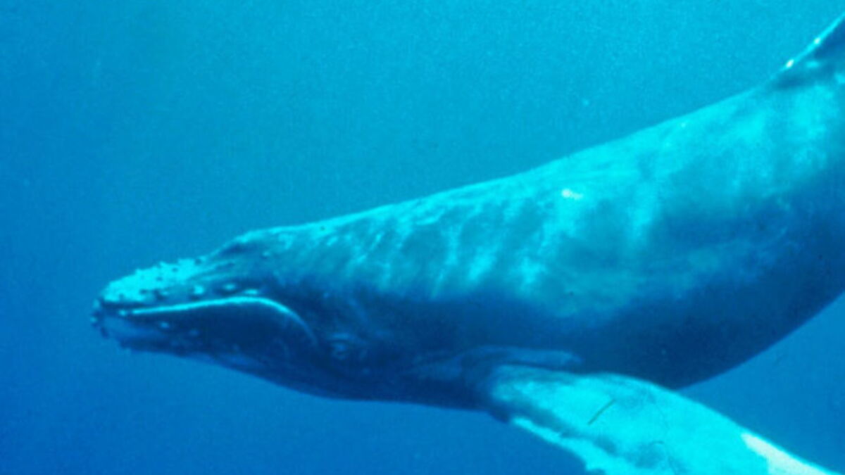 Espèce menacée observer les baleines pour mieux les protéger