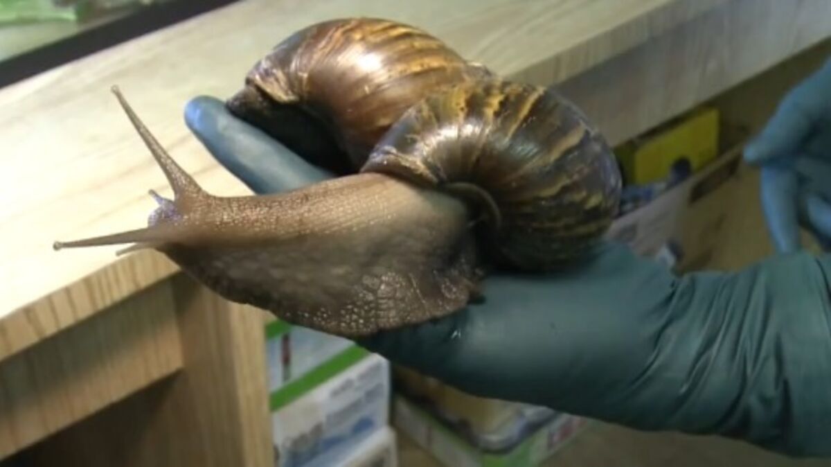Etats-Unis : Une invasion d'escargots géants sème la panique en Floride