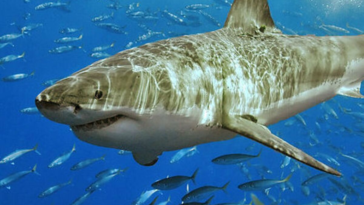 Les grands requins blancs plongent bien plus profondément que prévu sans  que les experts sachent pourquoi