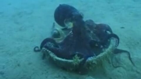 Observez cette drôle de pieuvre transporter une noix de coco