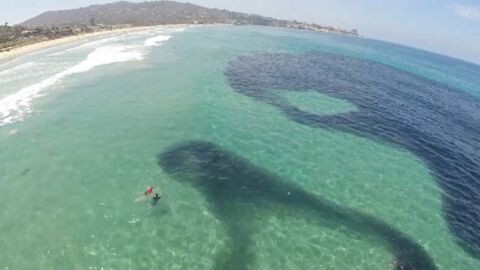 Un énorme banc d'anchois surprend les scientifiques dans une baie de San Diego