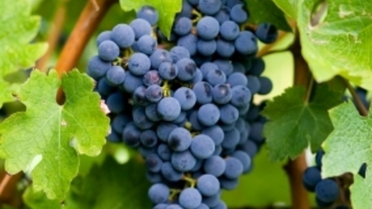 Les causes de la maturation précoce du raisin enfin élucidées