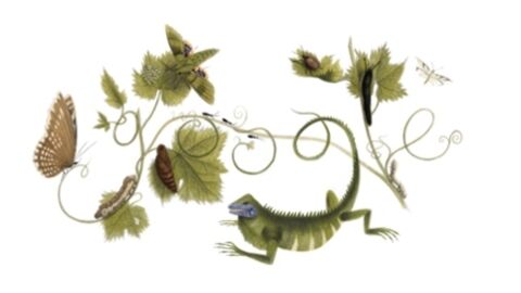 Maria Sibylla Merian : Google célèbre les 366 ans de la naturaliste avec un Doodle