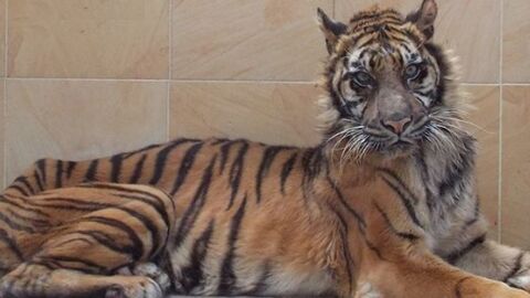 Mélanie, la tigresse victime du "zoo de la mort" n'a pas survécu