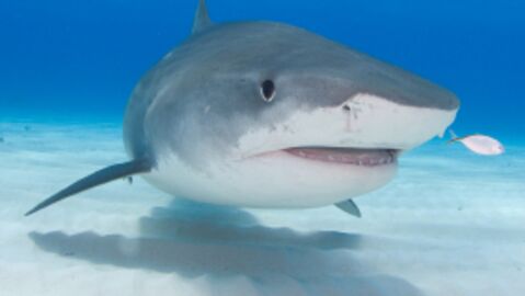 Nourrir Les Requins, Une Attraction Touristique écologiquement Viable