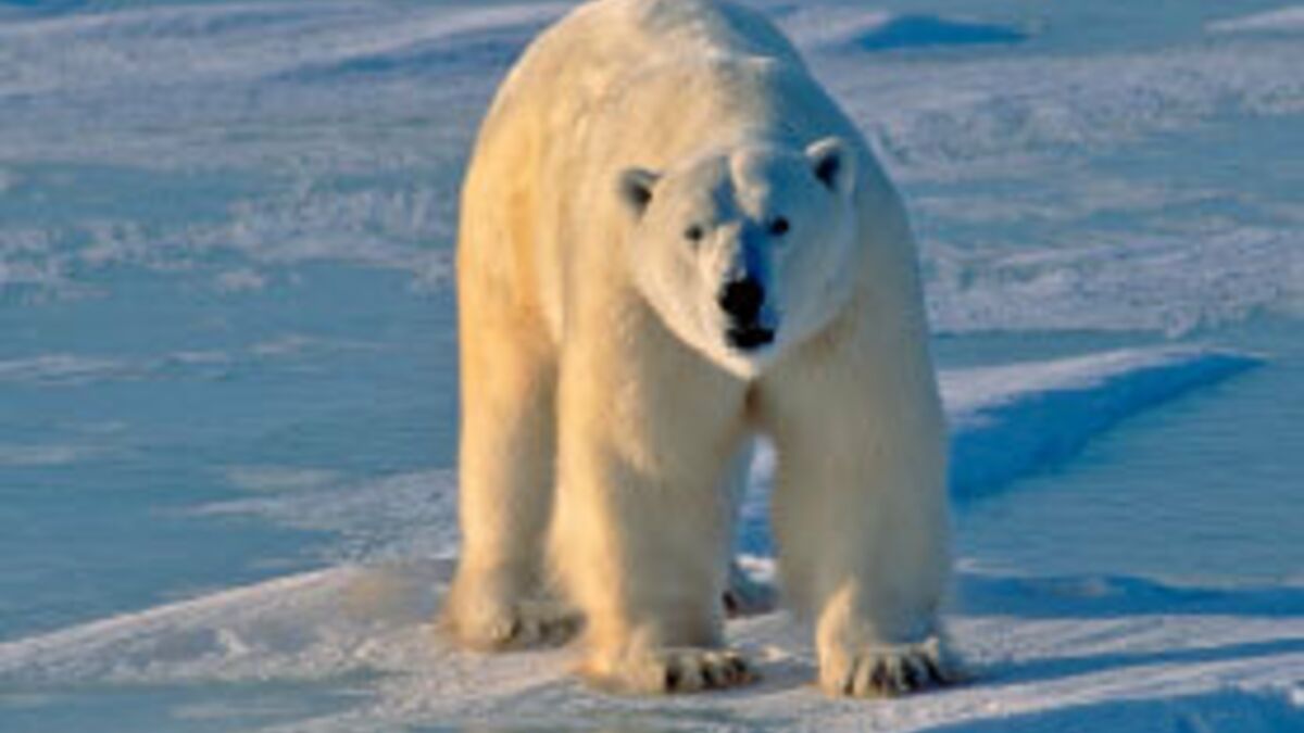 Définition  Ours blanc - Ours polaire - Ursus maritimus