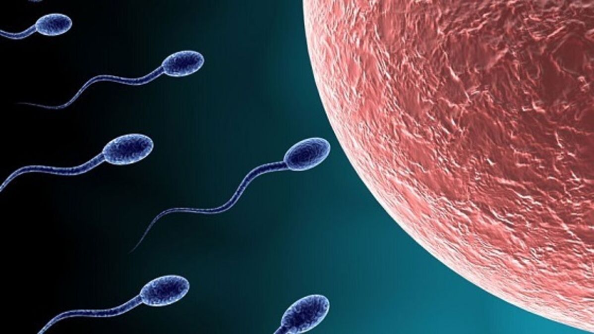 Combien De Temps Met Un Spermatozoïde Pour Atteindre L'ovule Fécondation : le secret de la rencontre entre l'ovule et le