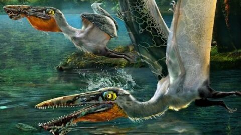 Ikrandraco, un reptile volant préhistorique baptisé en hommage à Avatar